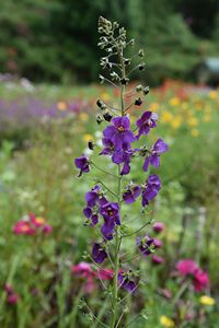 Verbascum ph. Violetta
